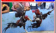 berita-pilihan-foto